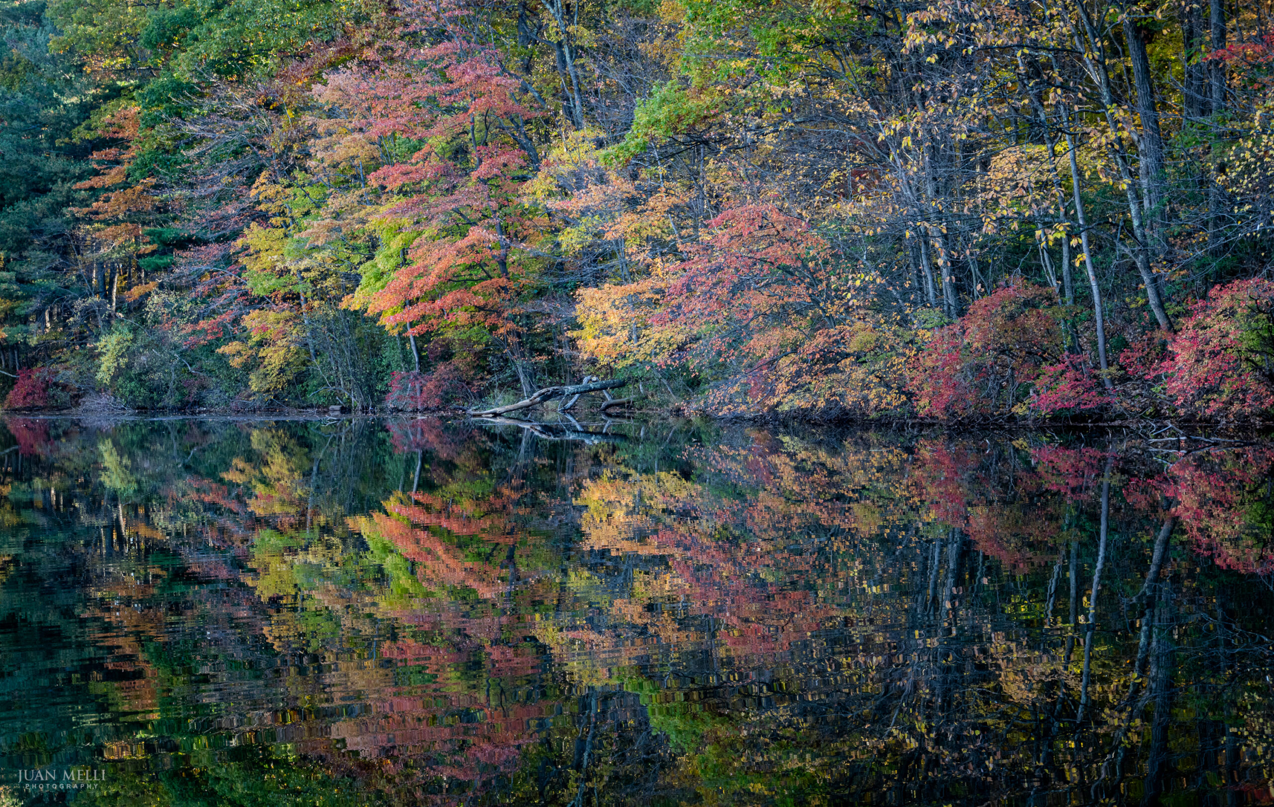Red, pink and yellow foliage along the shore of Cheesecote Pond, mirrored in dark, still water