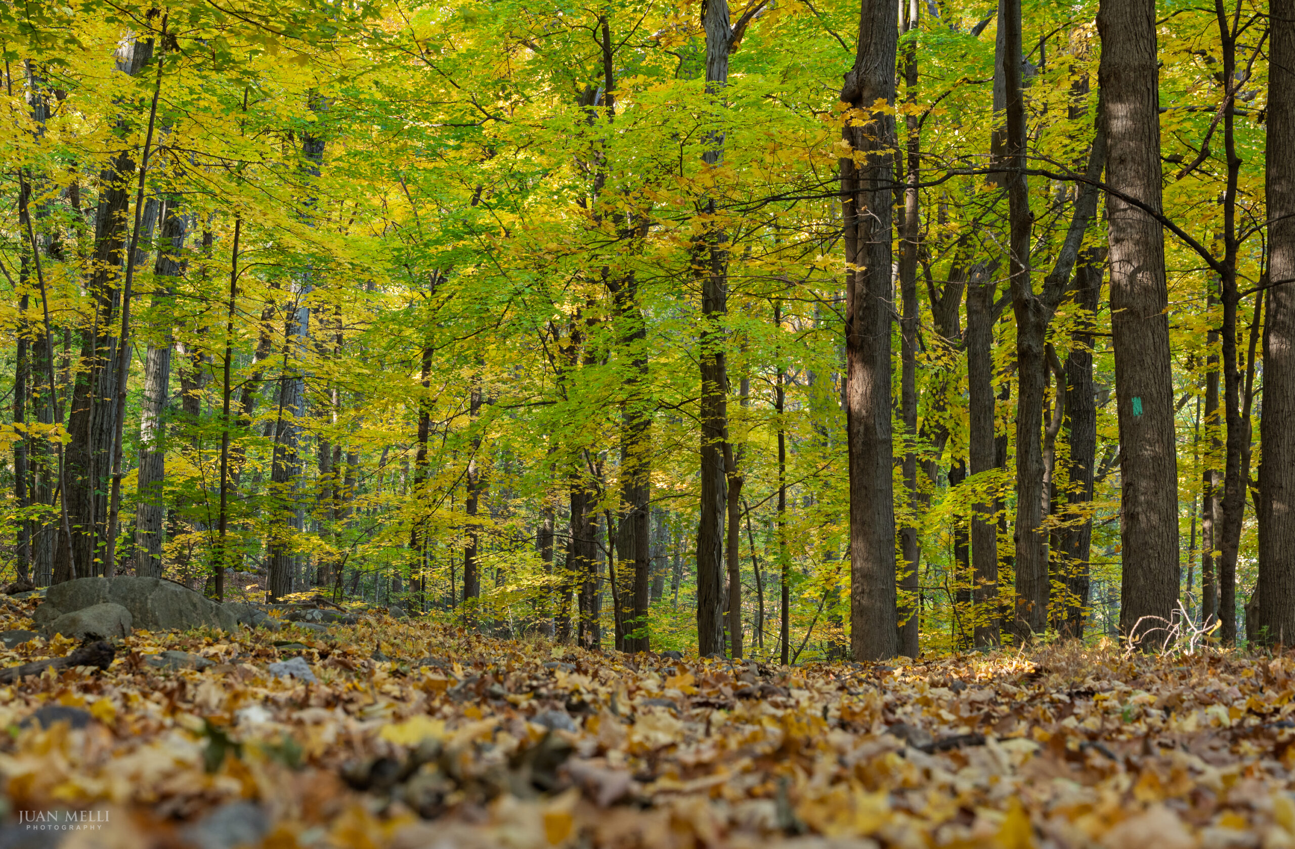 Sunlit yellow canopy above tall tree trunks, with fallen leaves covering the forest floor along the Long Path