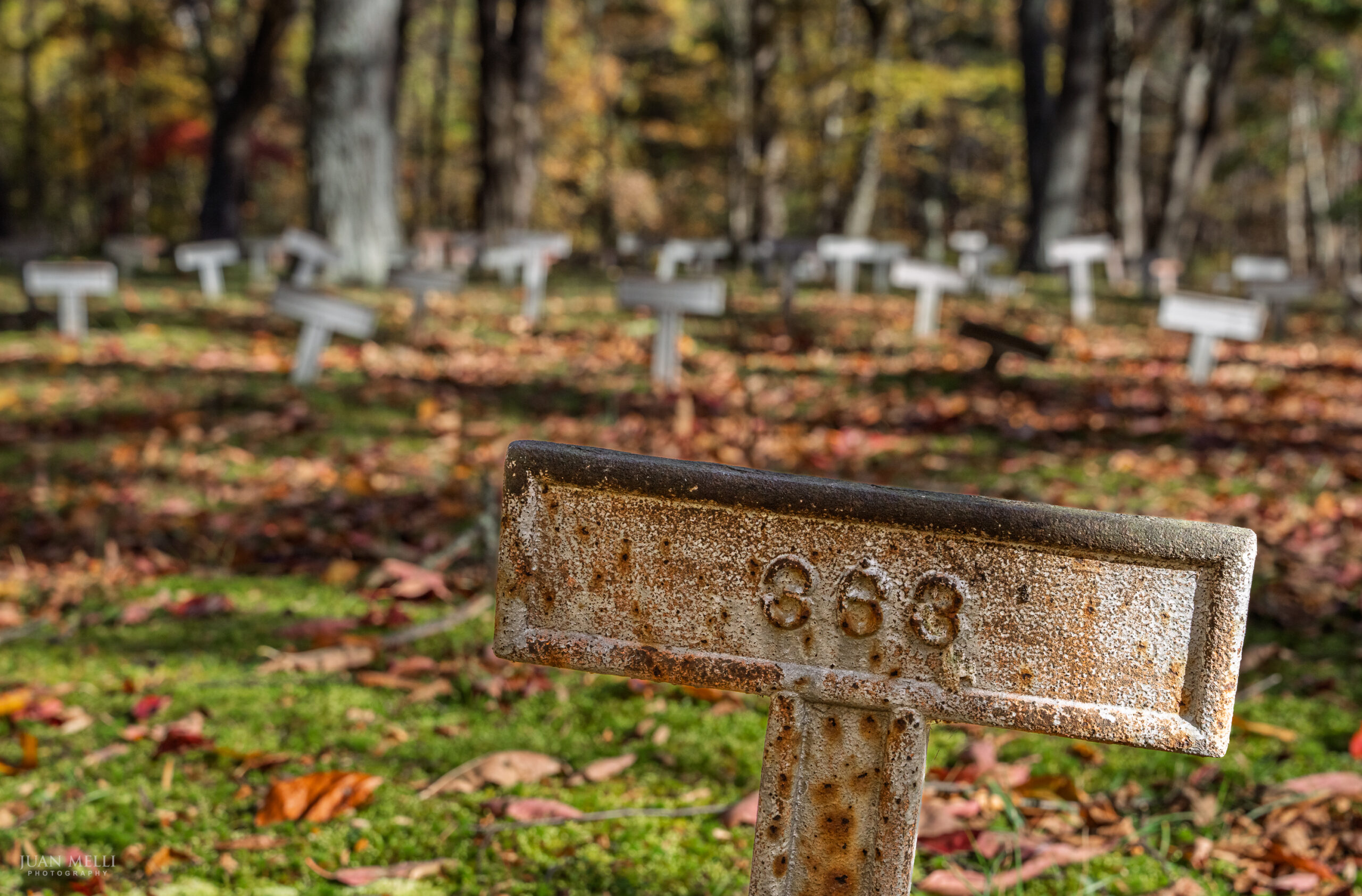 Weathered, numbered grave marker in the foreground, with rows of numbered markers among fallen leaves at Old Letchworth Village Cemetery