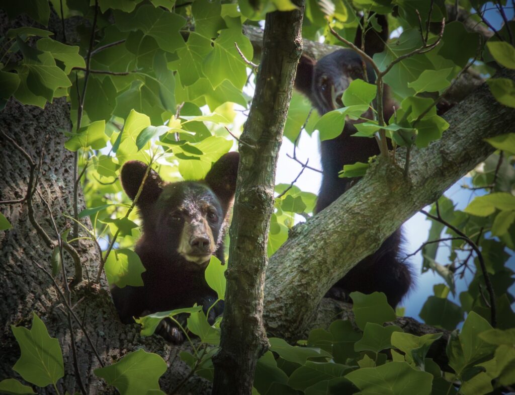 Between mama bear and her cubs