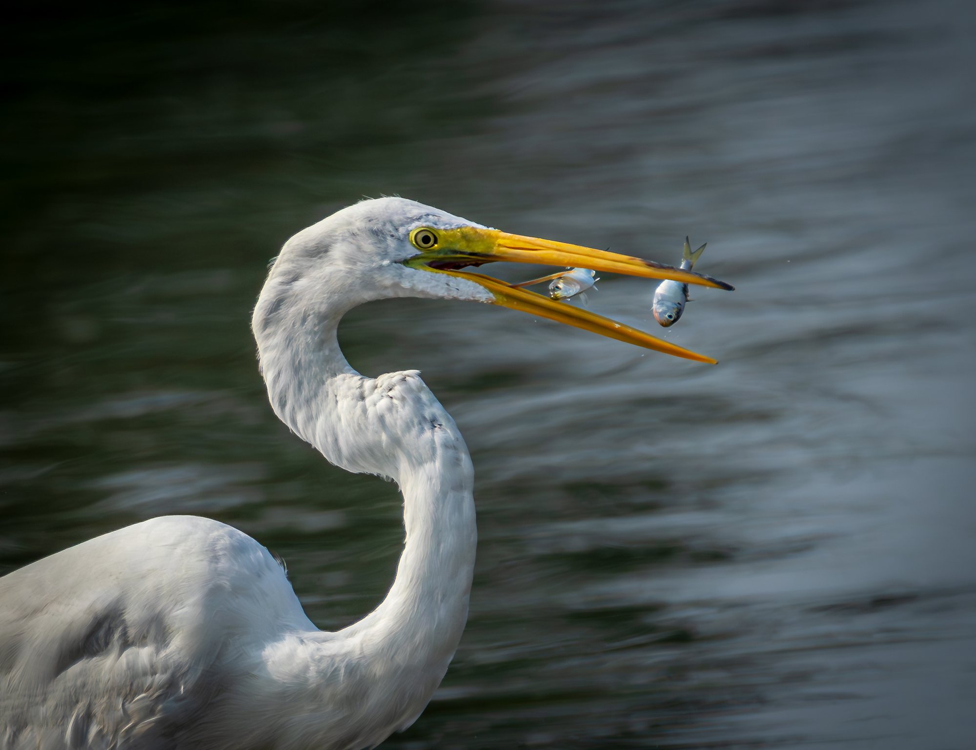 Great egret with two fish