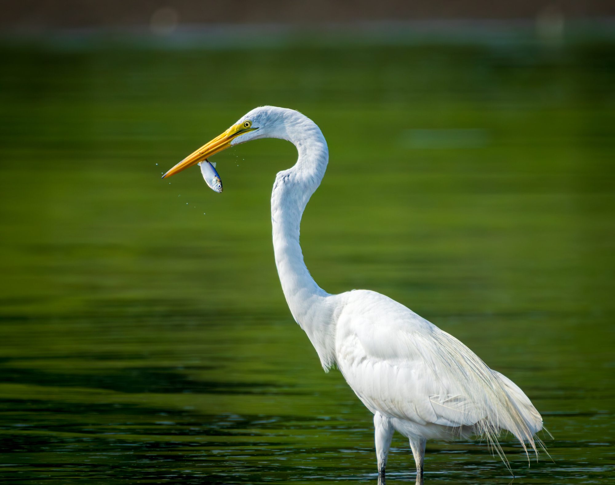 Great egret with a fish