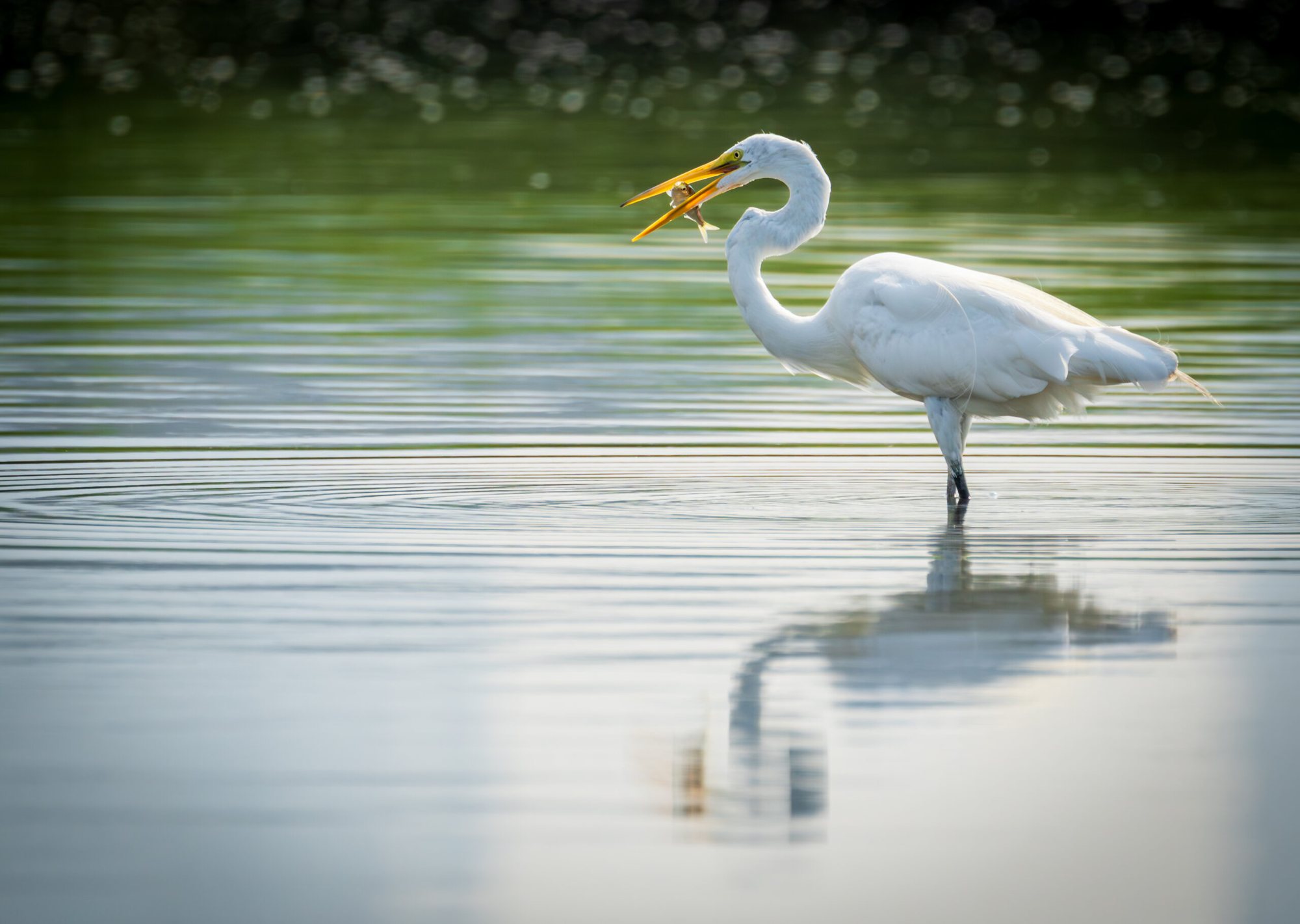 Great egret with a fish