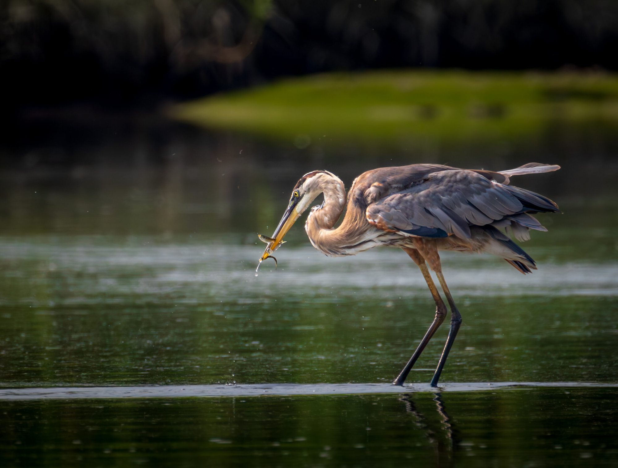 Great blue heron with three fish