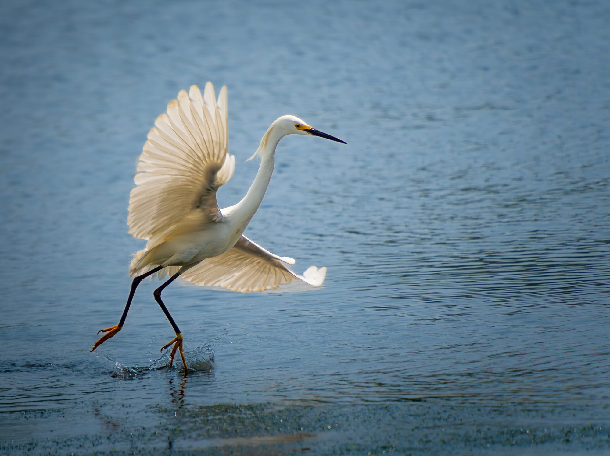 Snowy egret in flight