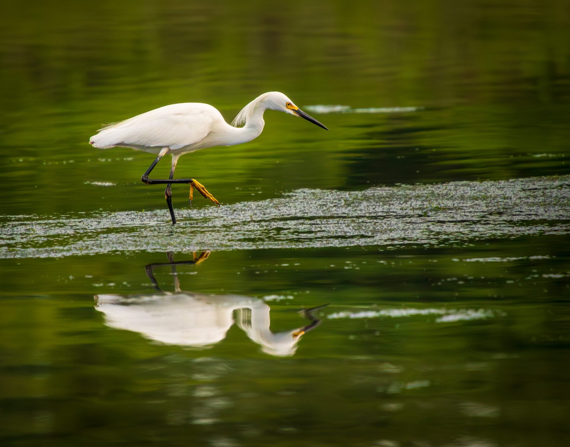 Snowy egret fishing