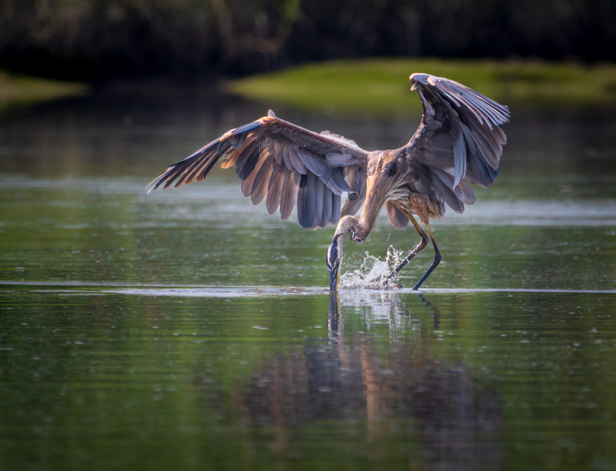 Great blue heron diving for food
