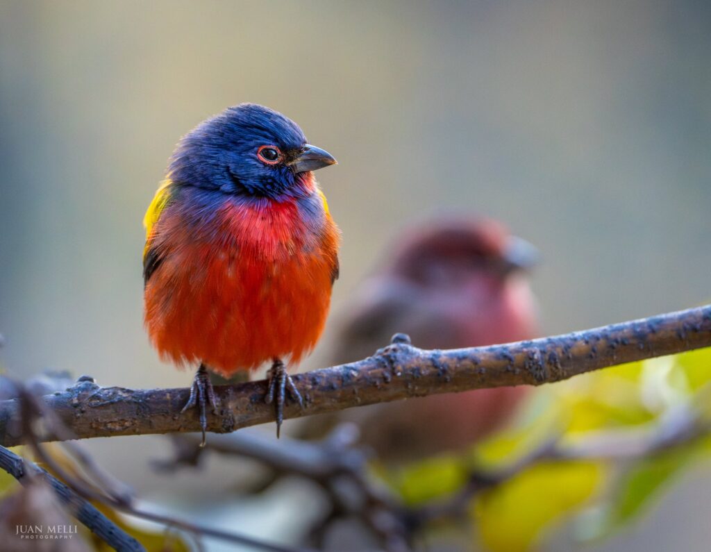 Painted Buntings in Jersey City