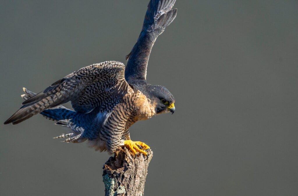 The Palisades Peregrines