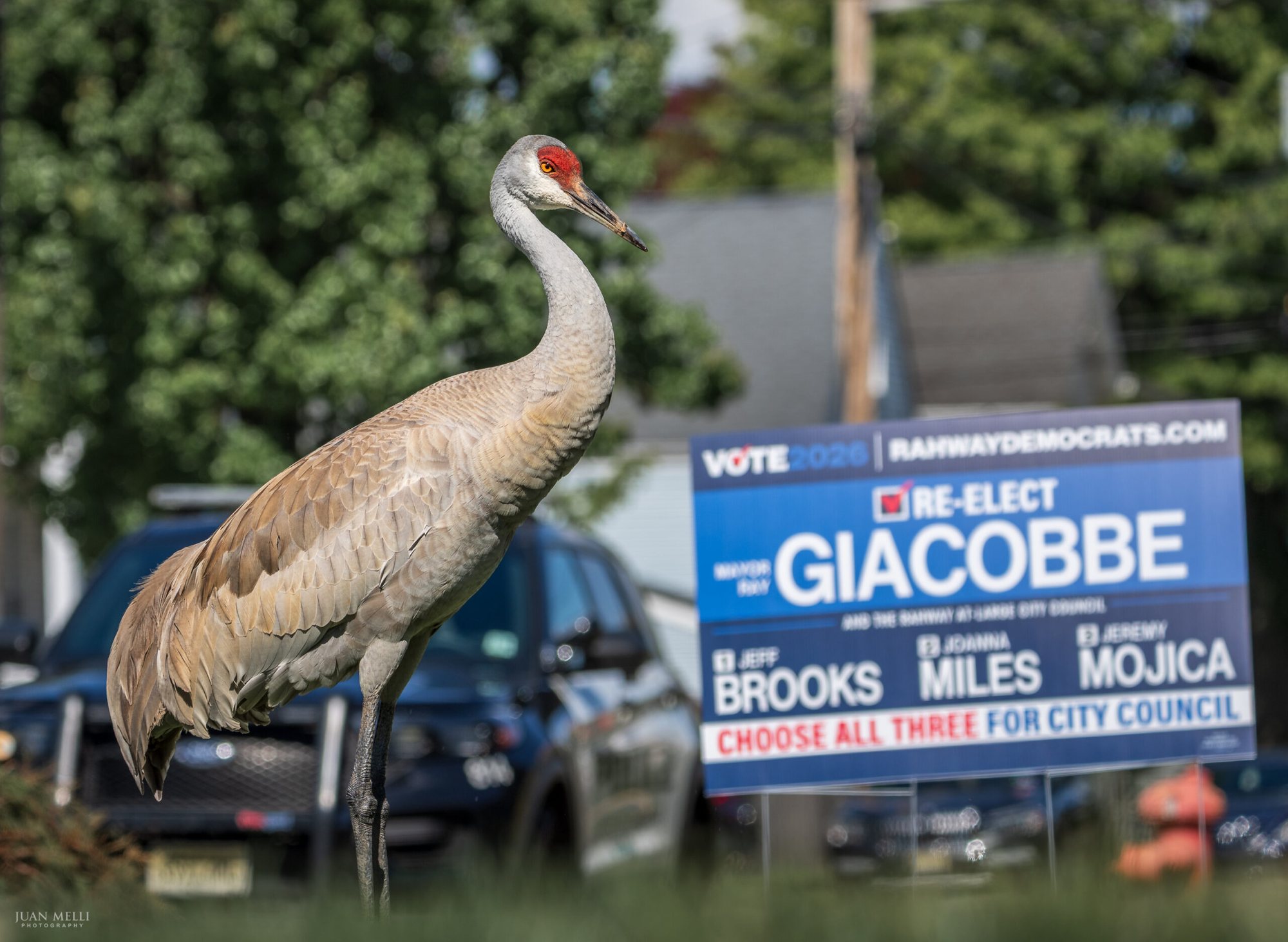 Sandhill crane in Rahway