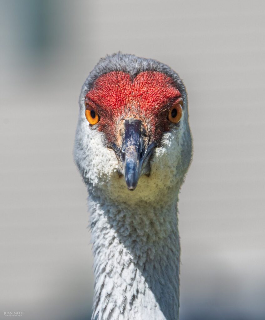 A Sandhill Crane Comes to Rahway