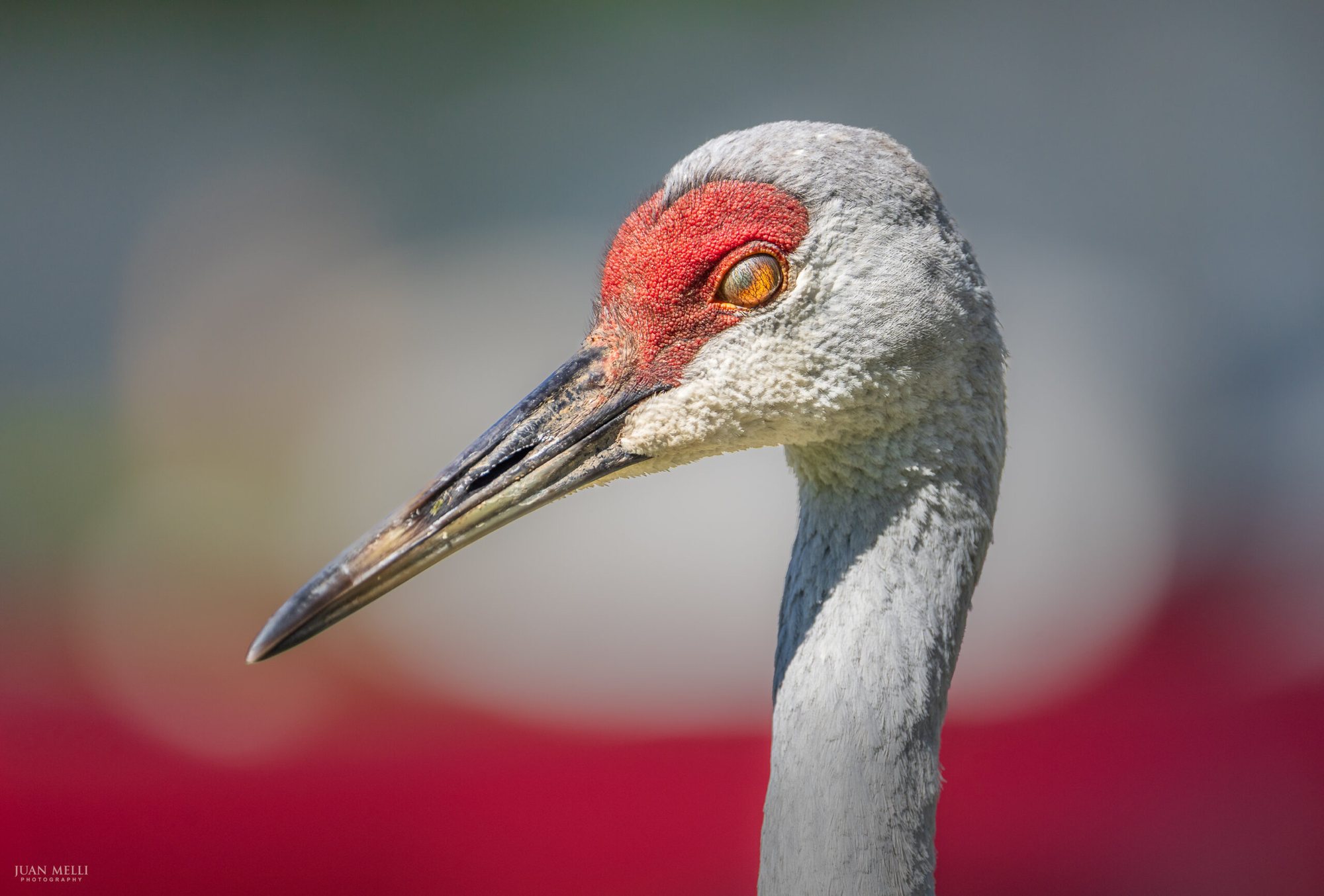 Sandhill crane in Rahway