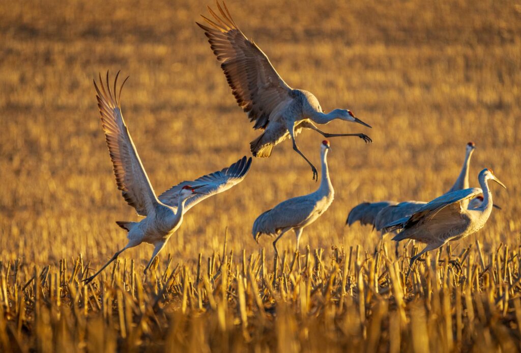 Sandhill Cranes in New Jersey