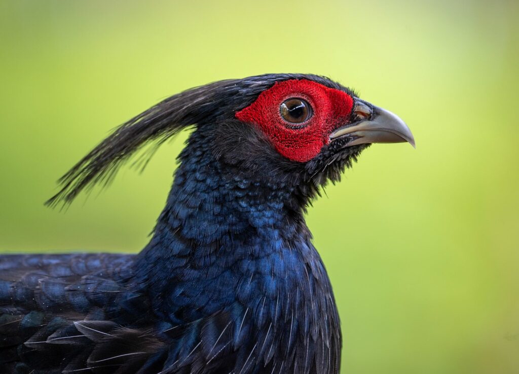A kalij pheasant with a red face and dark crest