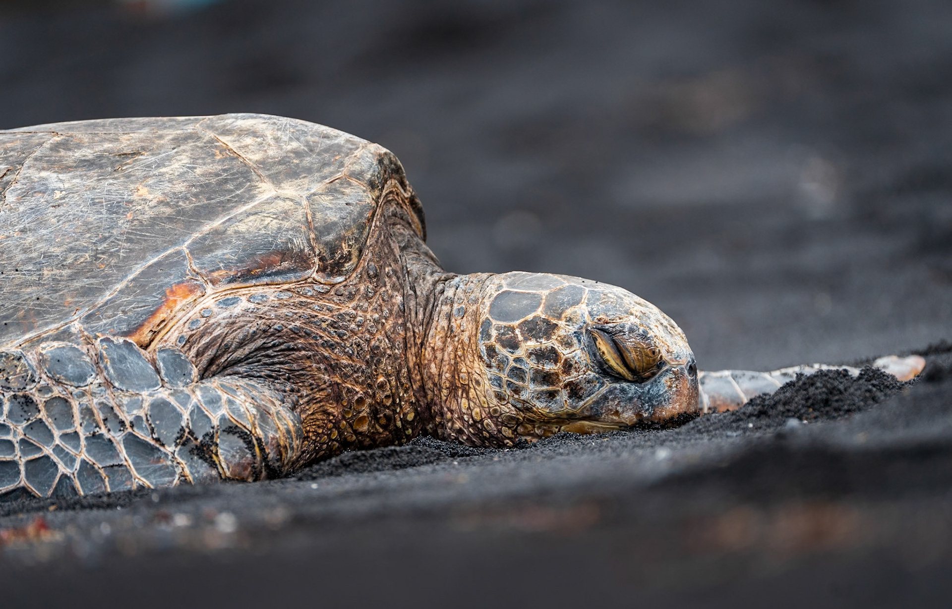 A green sea turtle resting on a black sand beach