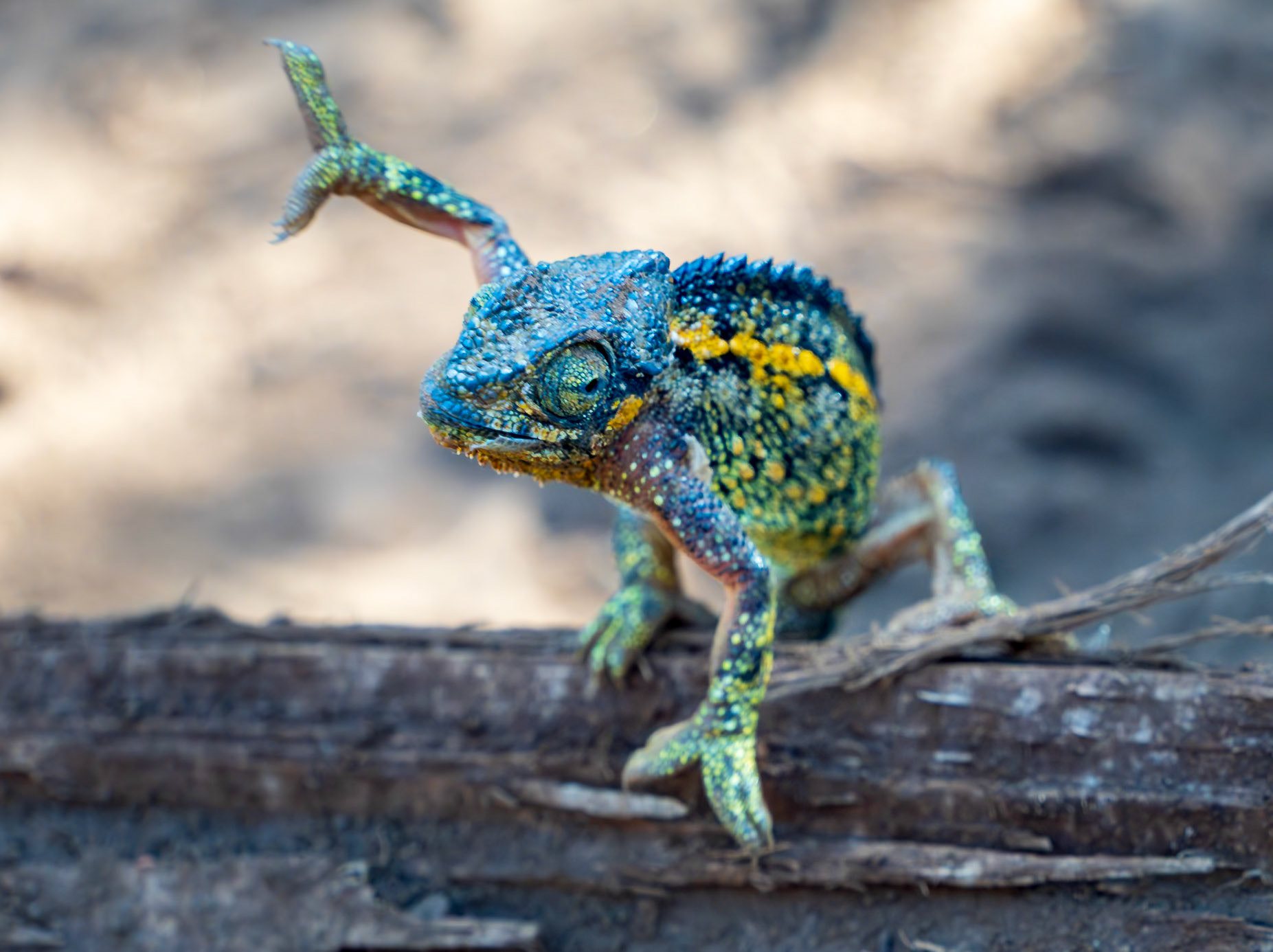 A colorful chameleon reaching along a branch