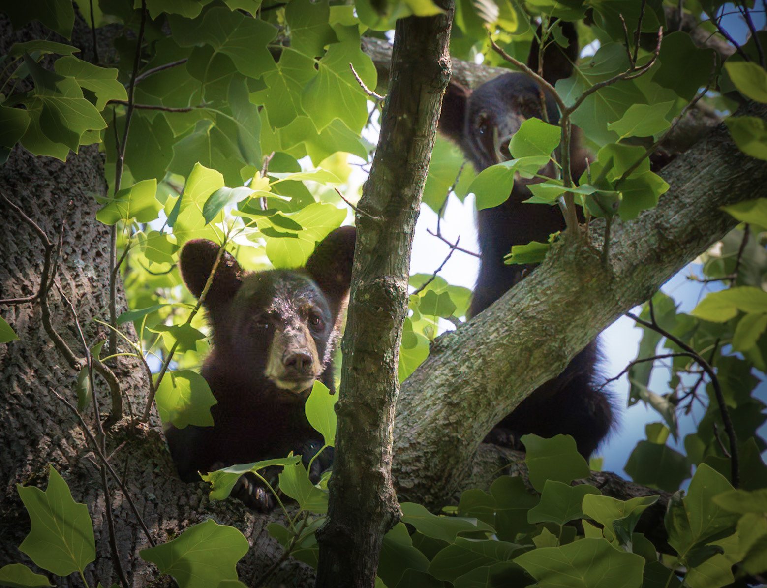 A black bear cub peering out from a tree