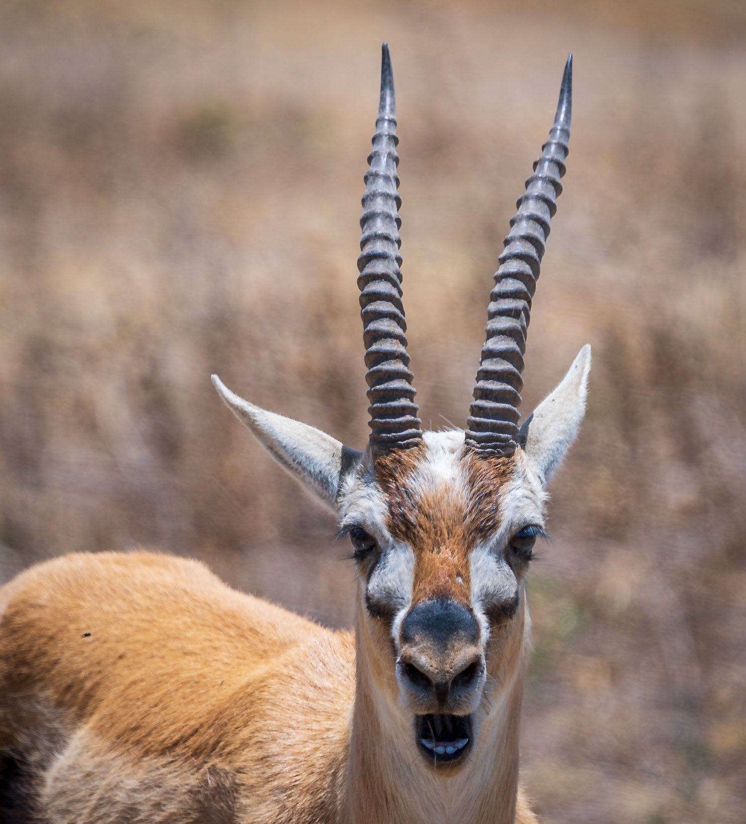 A gazelle with long ringed horns facing the camera