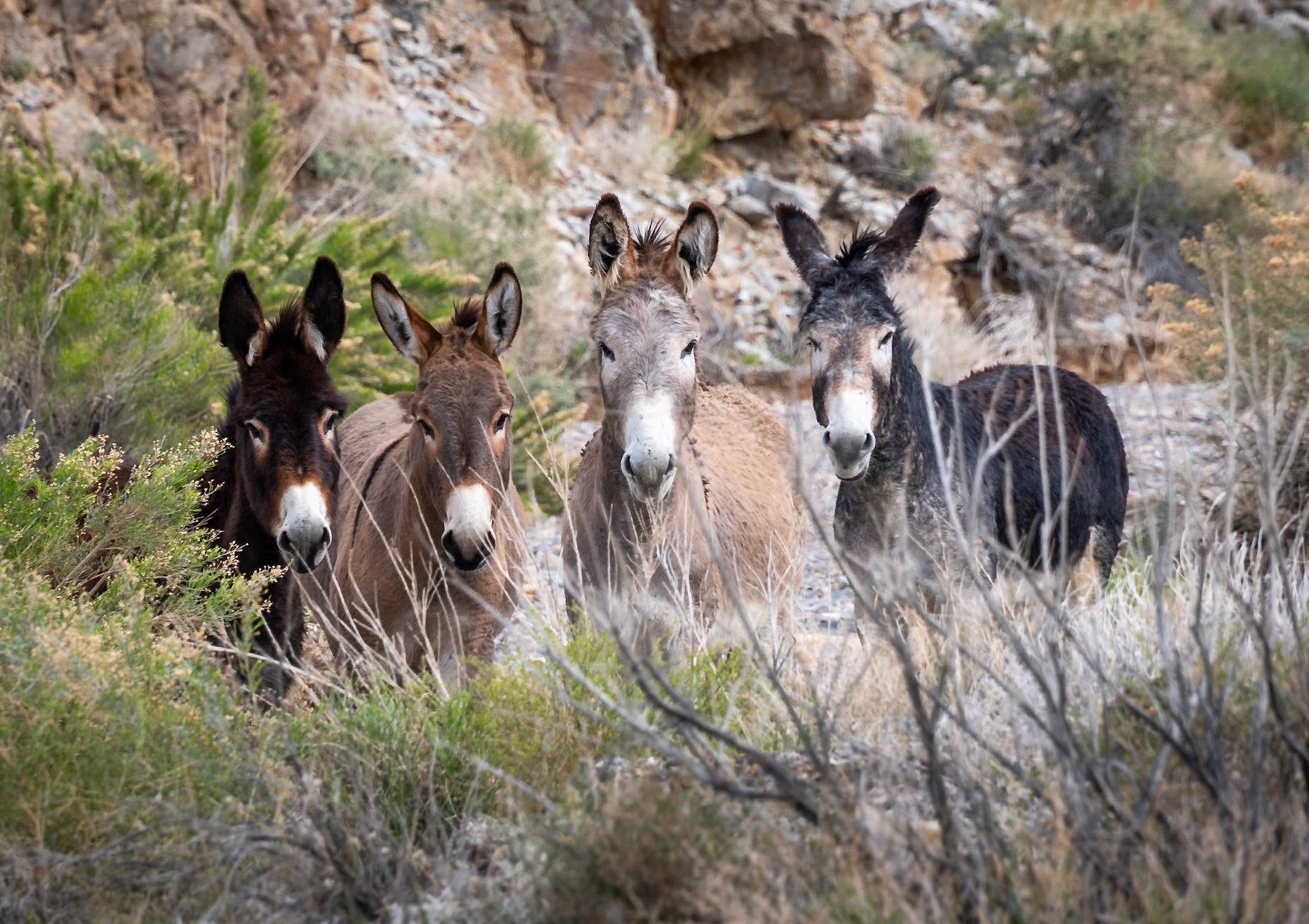 A group of wild burros in desert brush